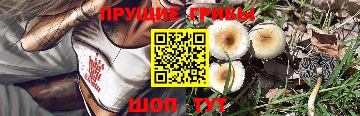 Псилоцибиновые грибы Psilocybine cubensis Тамбов